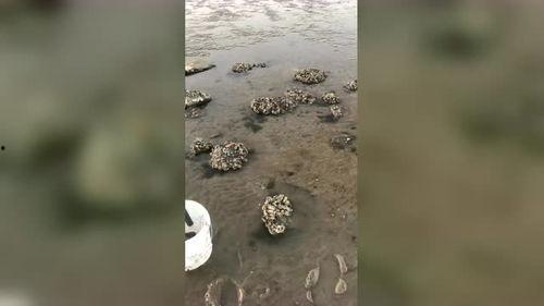 章鱼回家吃瓜,归家途中意外吃瓜的奇妙经历