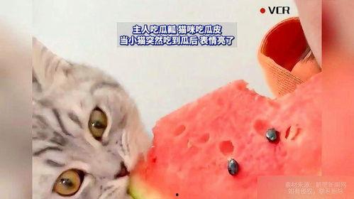 猫咪吃瓜的原因,猫咪为何对吃瓜情有独钟？揭秘猫咪吃瓜背后的秘密