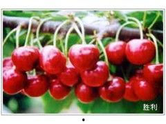烟台今日头条大樱桃价格