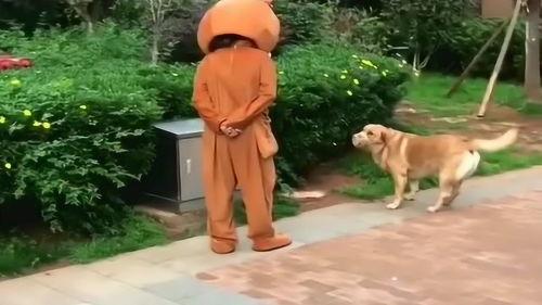 网红熊带小狗,萌宠互动，温馨满满