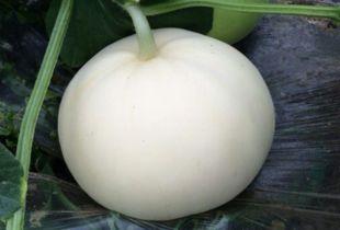 大姨妈可以吃梨瓜吗,梨瓜是否适宜食用？