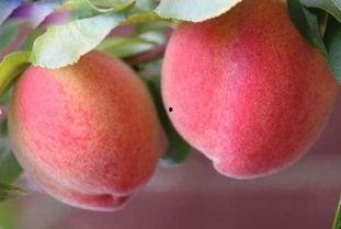 桃子老师吃瓜,揭秘娱乐圈那些不为人知的幕后故事